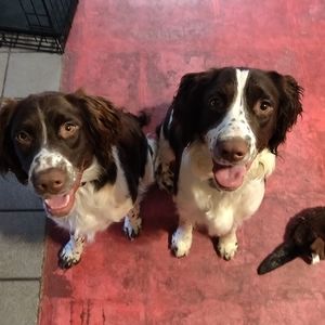 Meet your Posher, Sissy